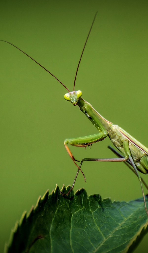 Большой зеленый богомол на зеленом листе 