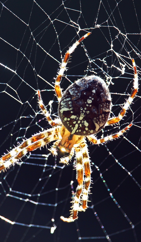 Большой паук на паутине на черном фоне крупным планом 