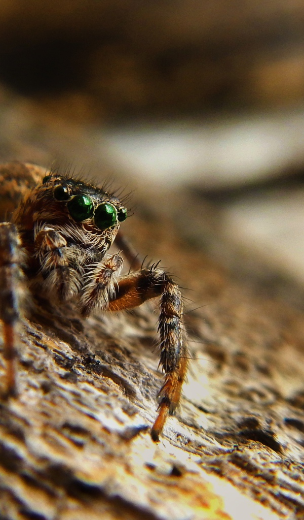 Большой паук с зелеными глазами