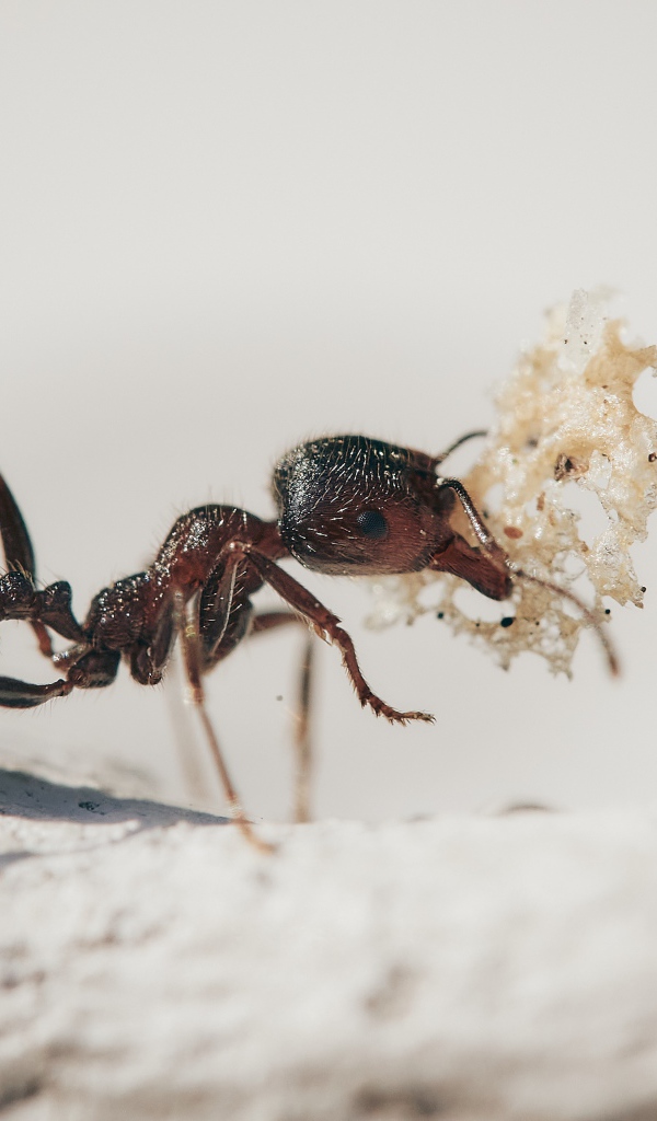 Маленький муравей с кормом 