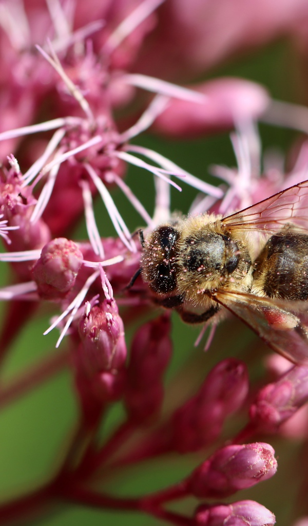 Маленькая пчела собирает нектар на розовом цветке