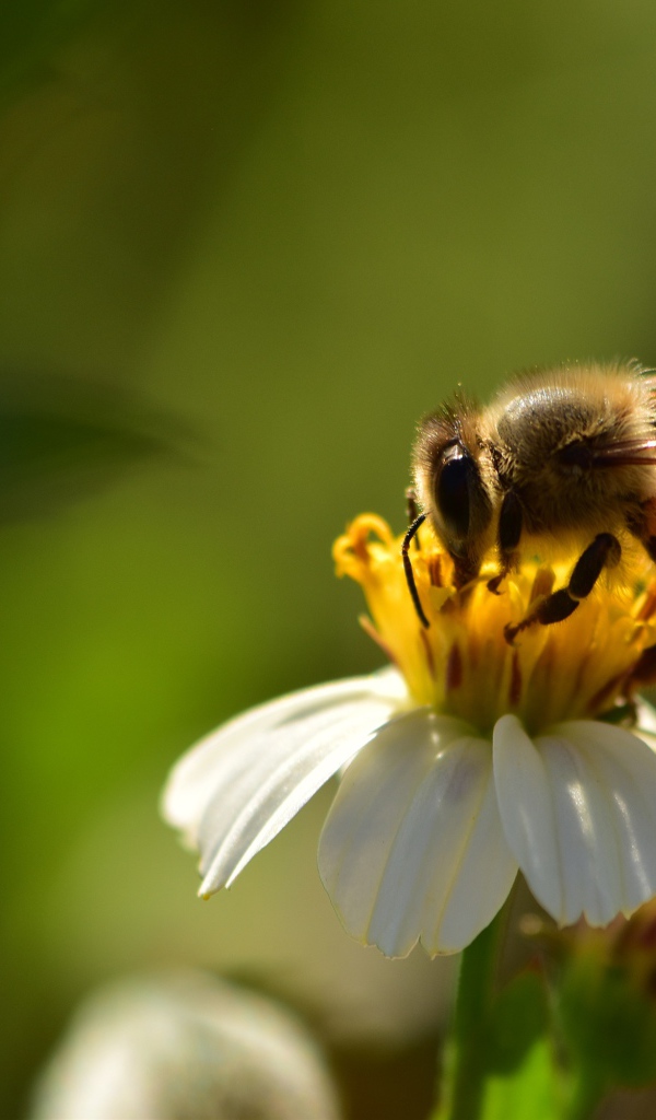 Маленькая пчела на белом цветке крупным планом