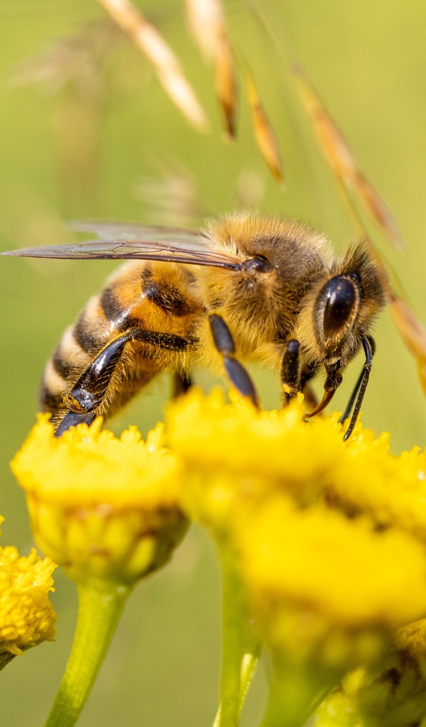 Маленькая пчела на желтом цветке пижмы