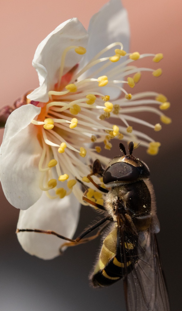 Маленькая пчела сидит на белом цветке весной 