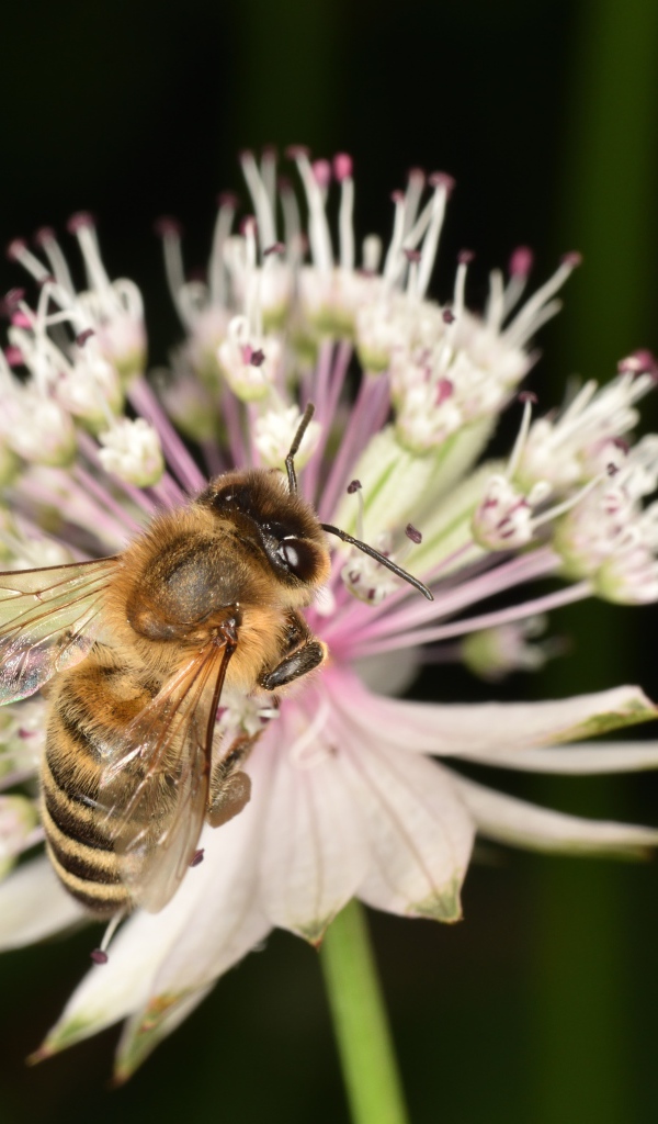 Маленькая пчела сидит на цветке