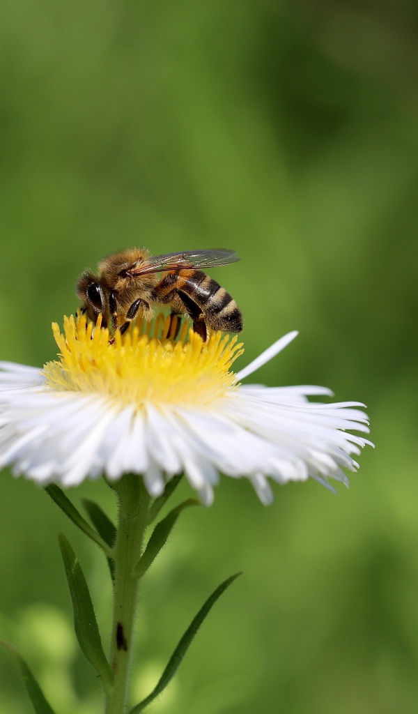 Маленькая пчела сидит на белом полевом цветке 