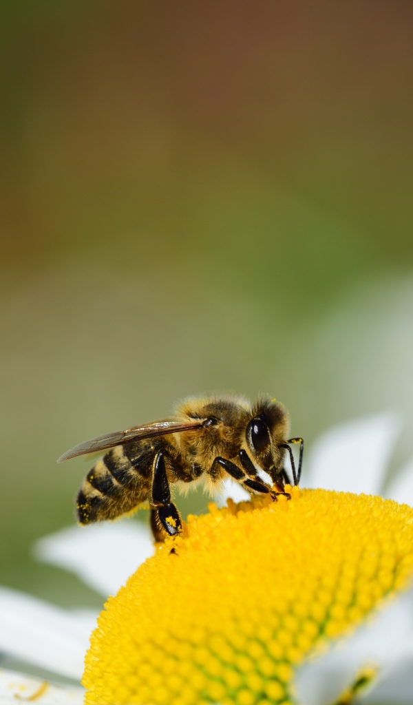 Маленькая пчела сидит на желтой середине ромашки 