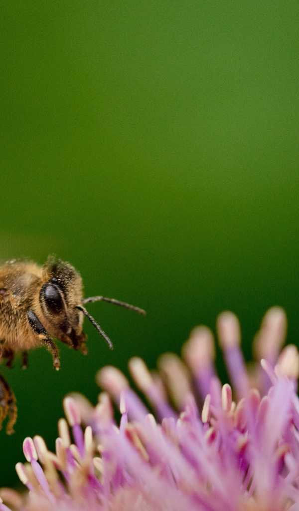 Маленькая пчела с розовым цветком на зеленом фоне