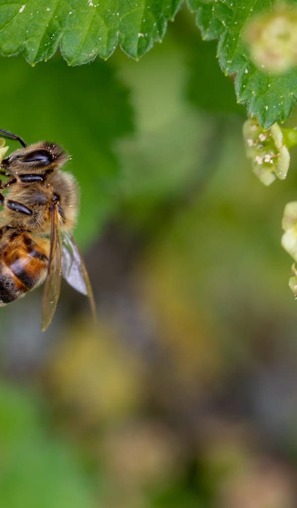 Маленькая медоносная пчела сидит на цветке
