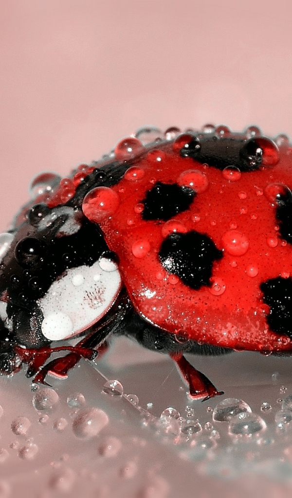 Маленькая красная божья коровка в каплях воды
