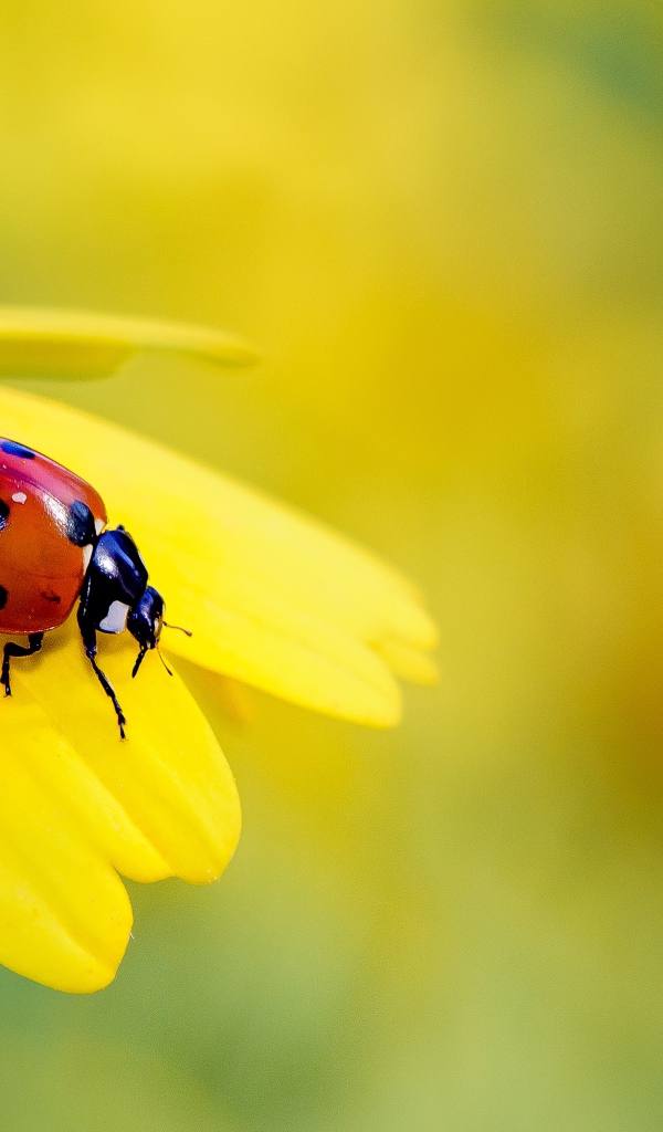 Маленькая красная божья коровка на желтом цветке 