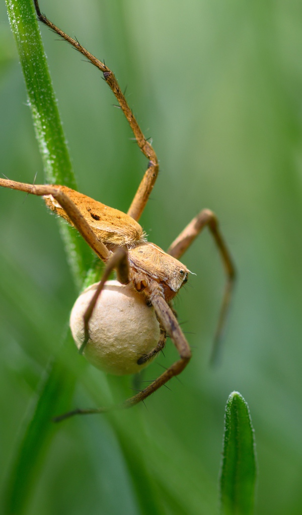 Маленький паук с яйцом висит на траве 