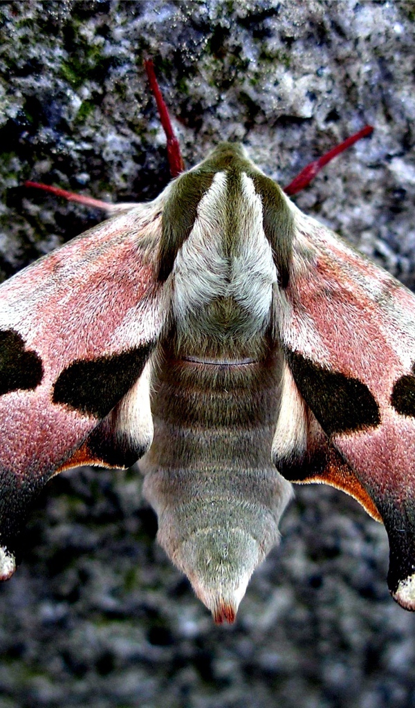 Бабочка сова крупным планом на камне