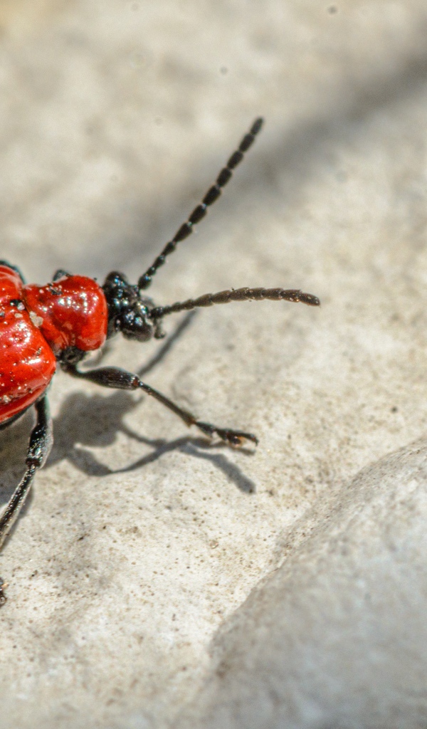 Красный клоп на камне крупным планом 