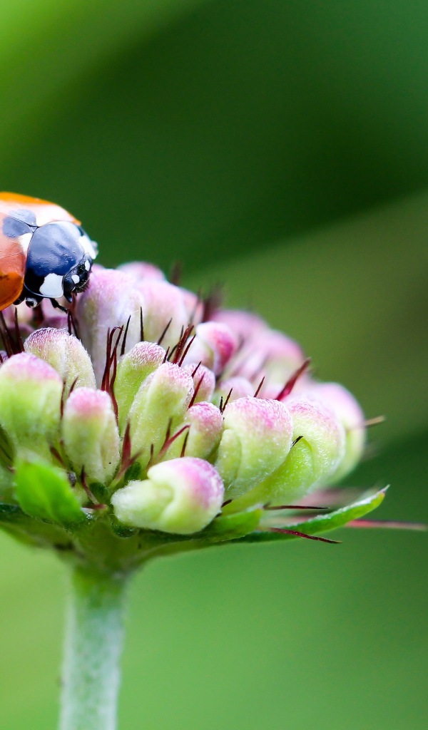 Красная божья коровка сидит на цветке на зеленом фоне