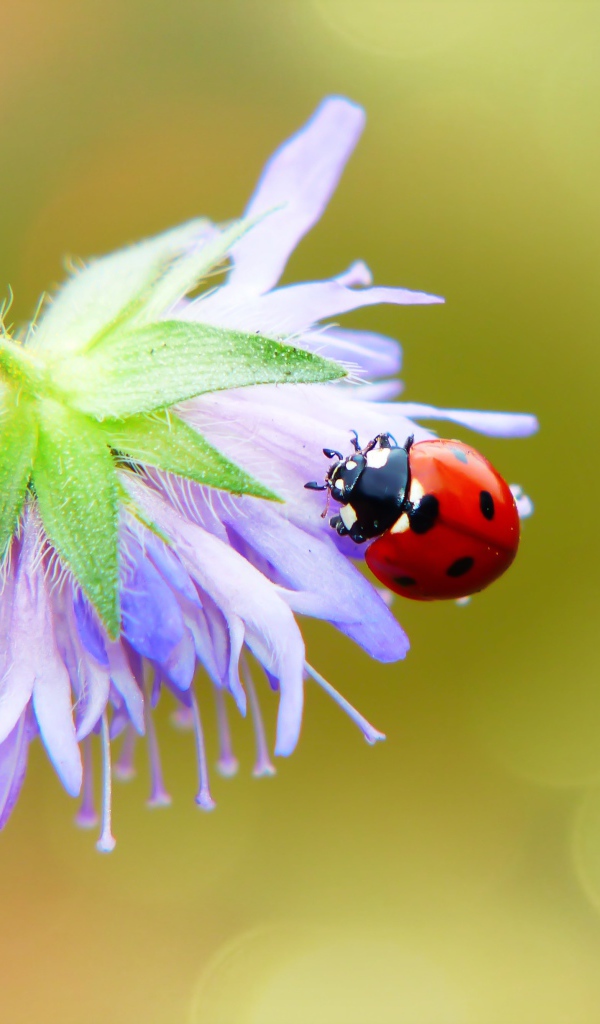 Красная божья коровка сидит на цветке 