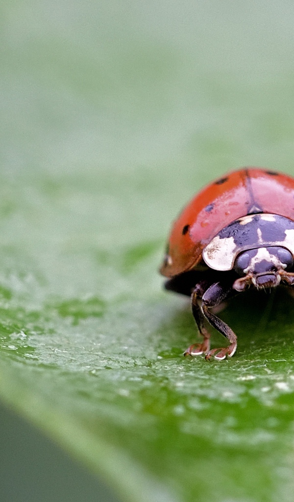 Красная божья коровка сидит на мокром листе 
