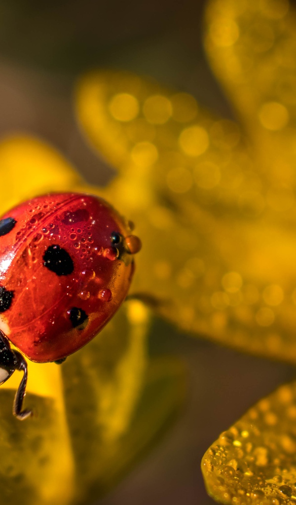 Красная божья коровка сидит на лепестках цветка