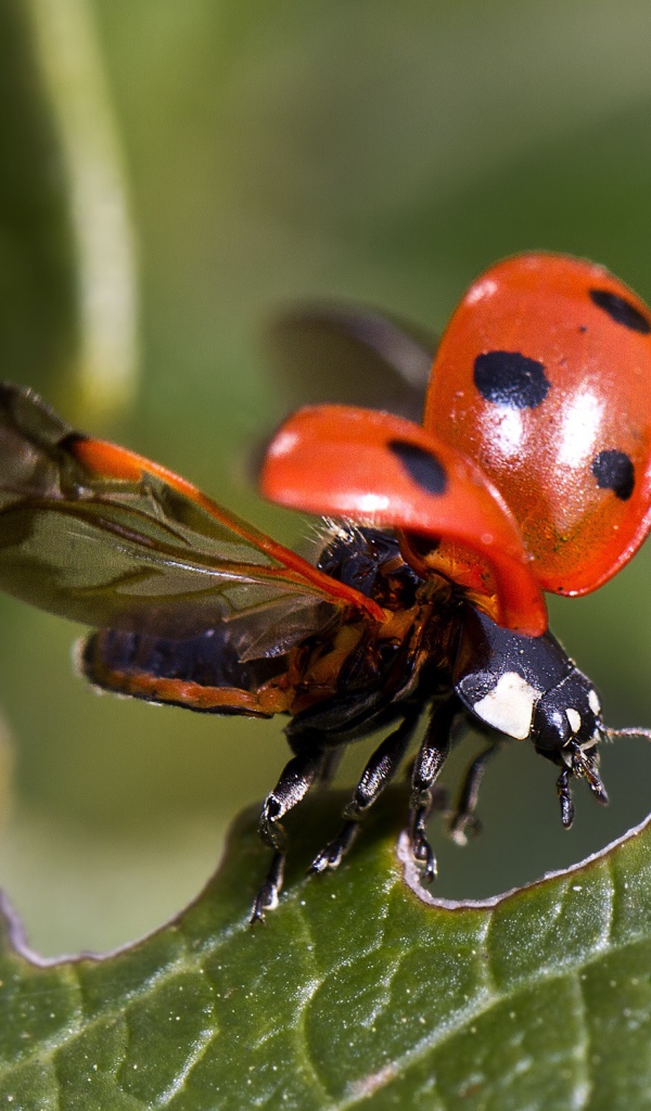 Красная божья коровка взлетает с зеленого листа 
