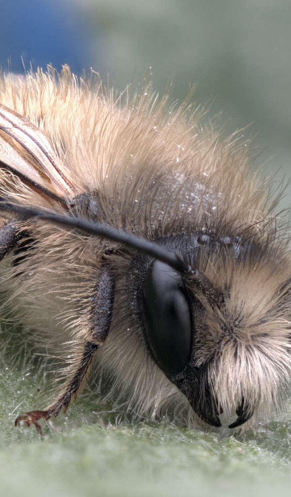 Маленькая пчела на листе крупным планом