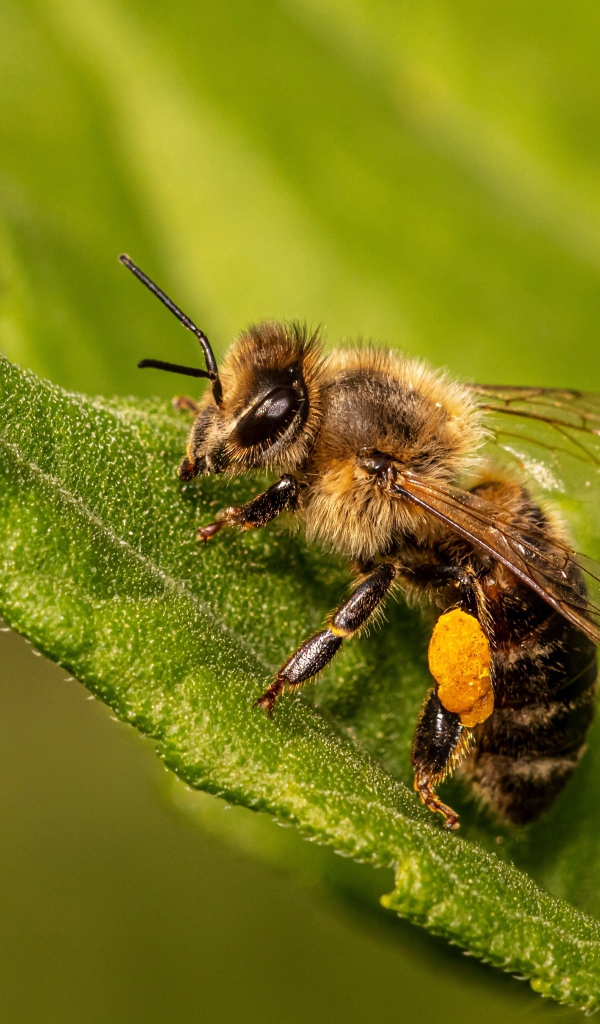 Маленькая пчела сидит на зеленом листе крупным планом 