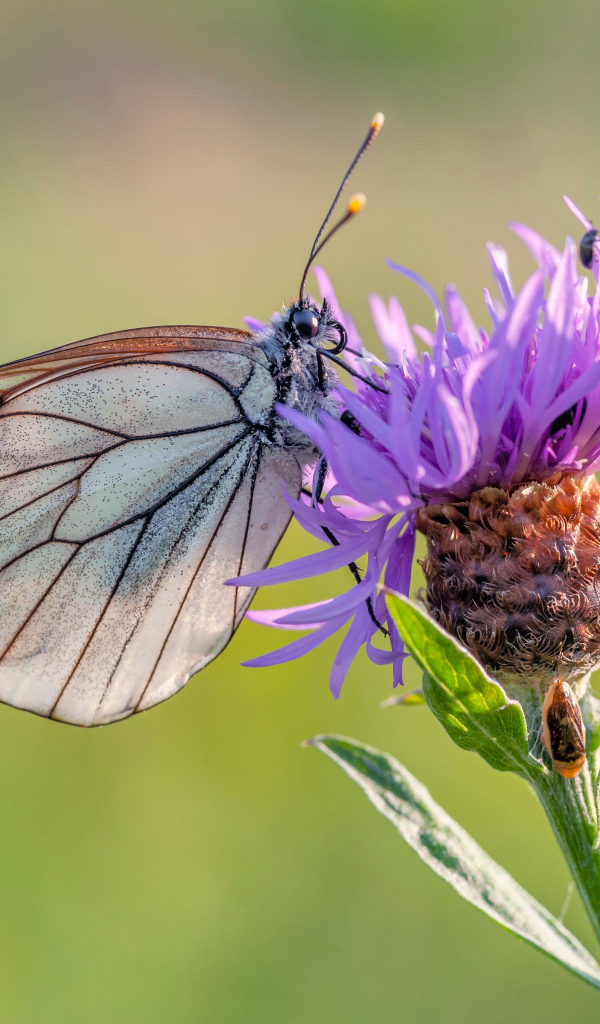 Маленькая голубая бабочка на сиреневом фоне