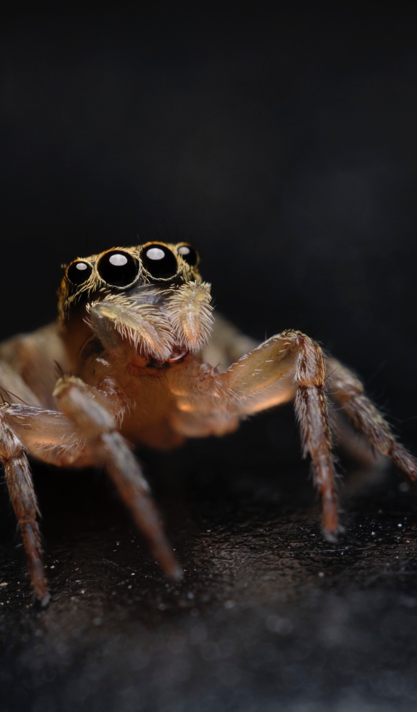 Паук с большими черными глазами крупным планом