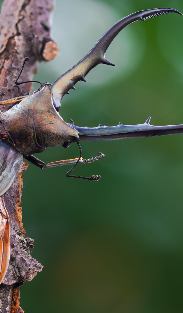 Жук олень расправил крылья на ветке дерева