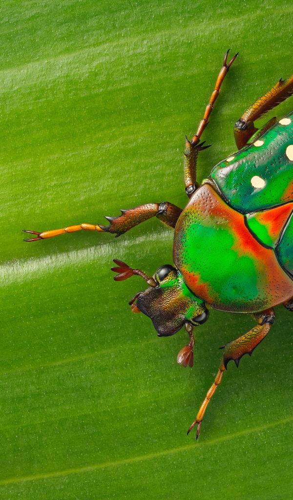 Жук Стефаноррина сидит на зеленом листе