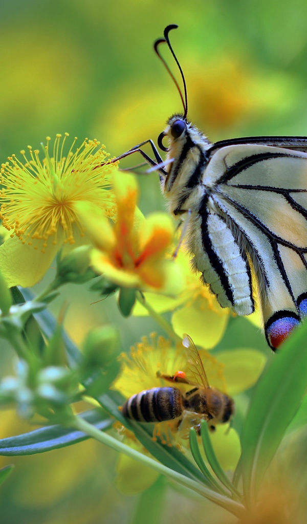 Бабочка махаон и пчела сидят на желтом цветке