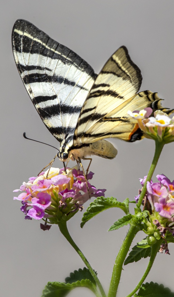 Бабочка махаон сидит на цветке на сером фоне