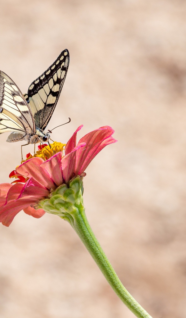 Бабочка махаон сидит на красном цветке цинии 