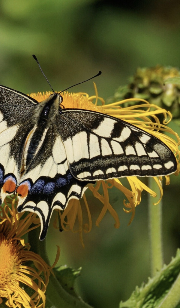 Бабочка махаон сидит на желтом цветке 