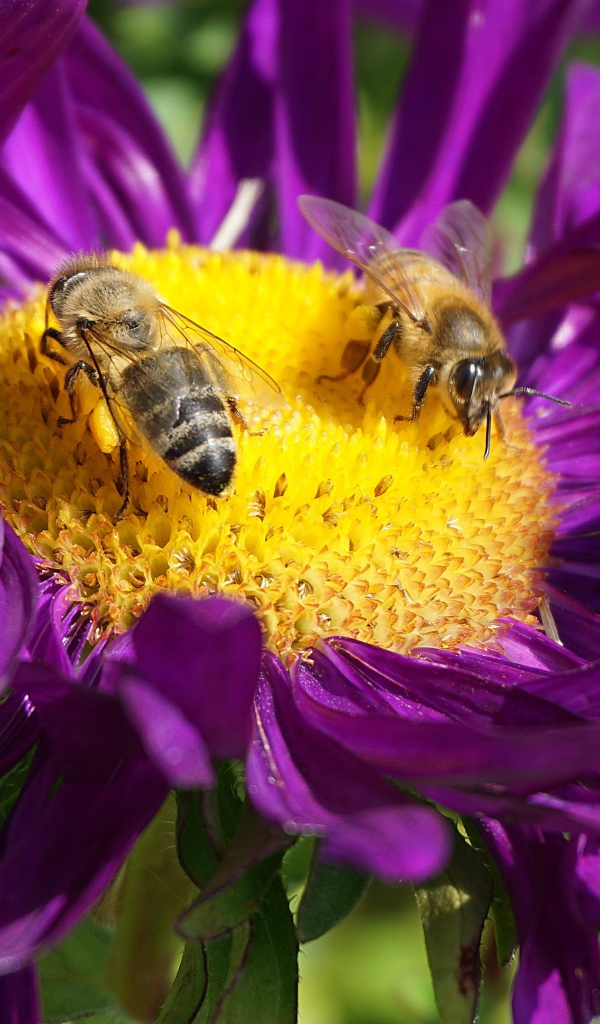 Две пчелы сидят на цветке астры