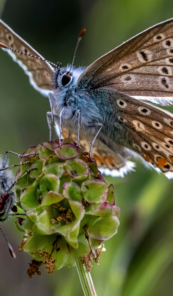 Две голубые бабочки на зеленом цветке 