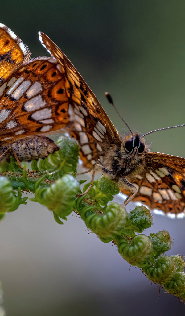 Две коричневые бабочки на зеленом листе папоротника 