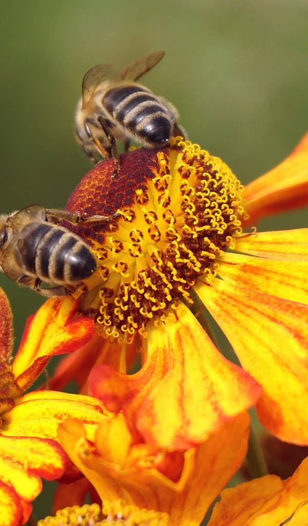 Две медоносные пчелы сидят на цветке 