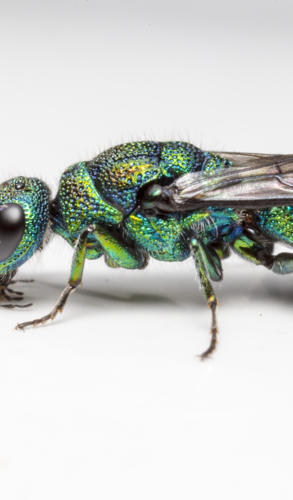 Оса огневая блестянка на белом фоне