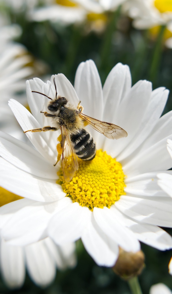Белые полевые ромашки с пчелой 