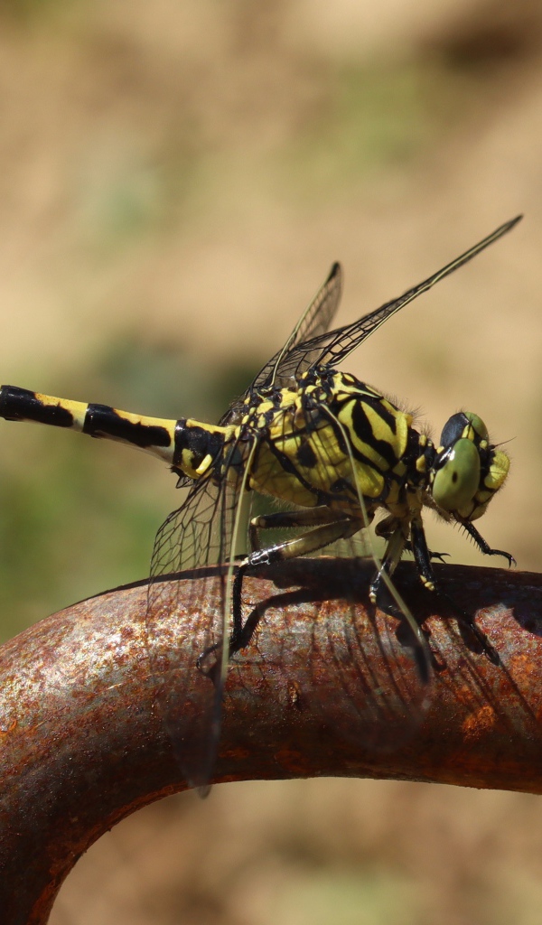 Желтая с черным стрекоза  на  железном поручне 