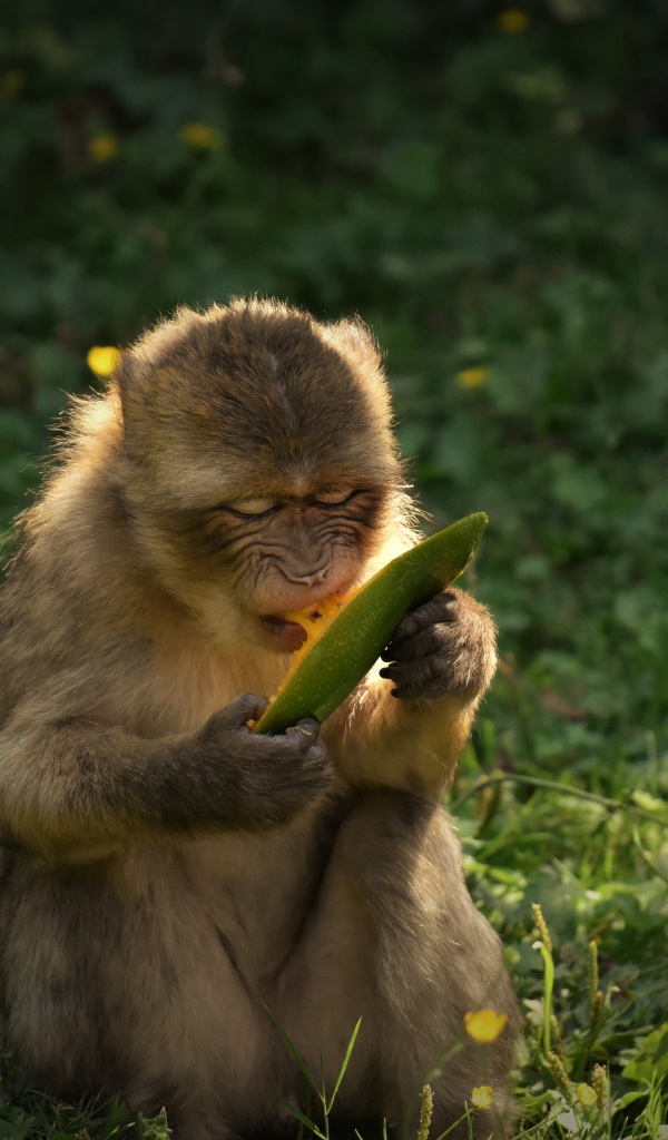 Обезьяна грызет плод манго 
