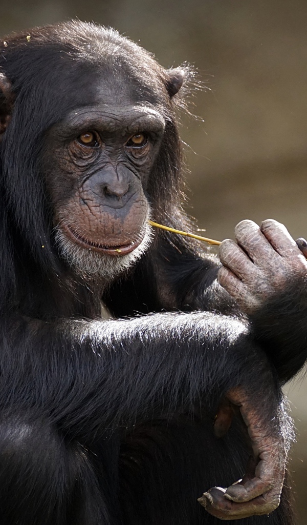 Шимпанзе с травой во рту