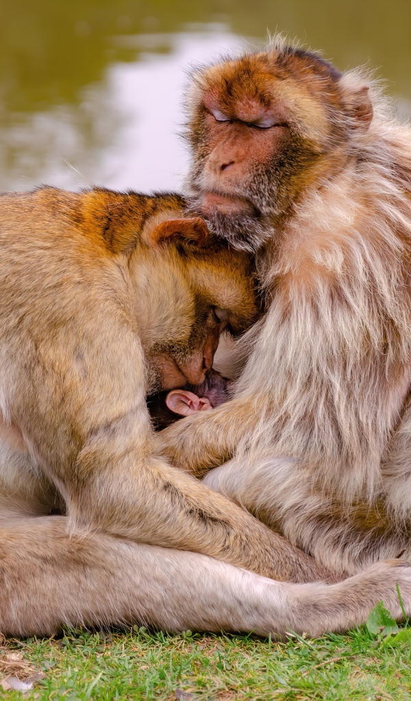 Семья варварской макаки у пруда
