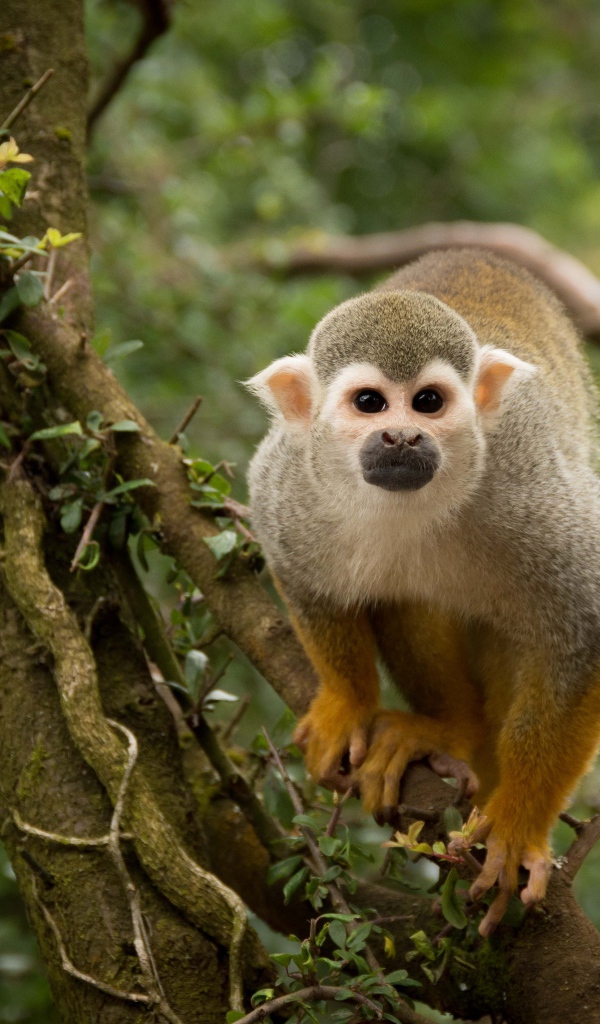 Забавная обезьяна на дереве