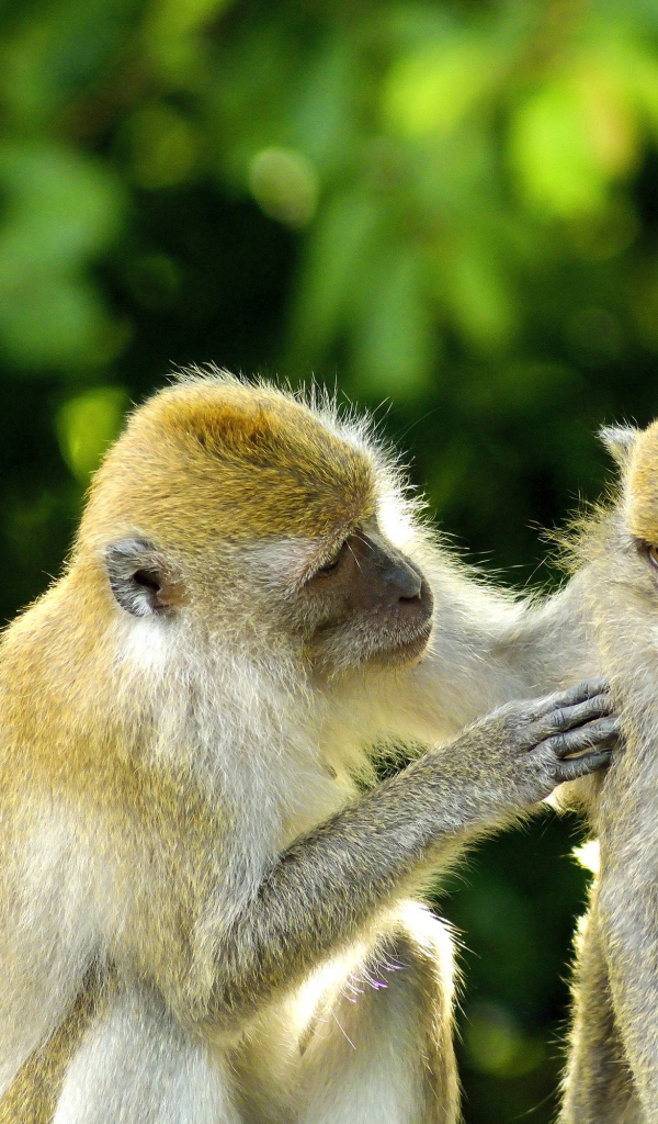 Две обезьяны на фоне листьев