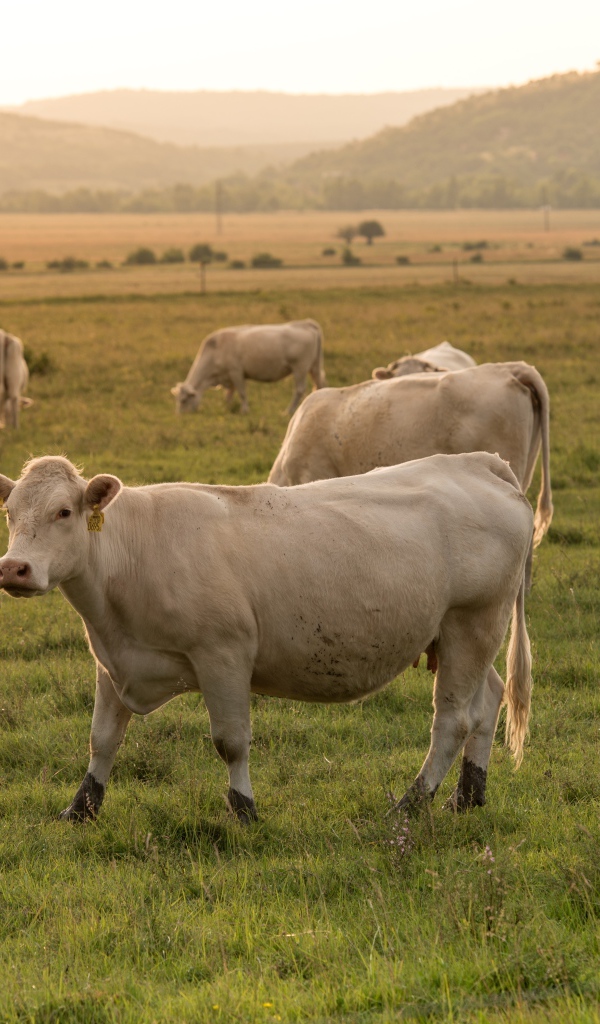 Стадо домашних коров пасется на лугу 