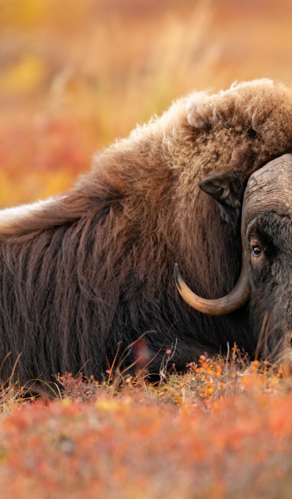 Большой овцебык лежит на траве