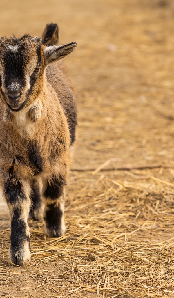 Маленький козленок идет по земле