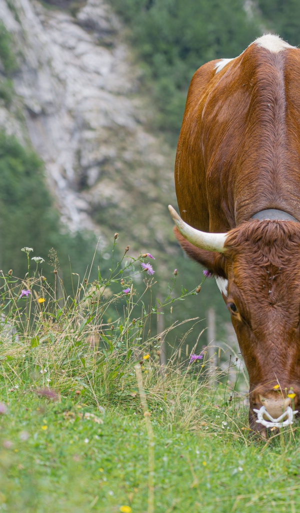 Большая коричневая корова пасется на траве 