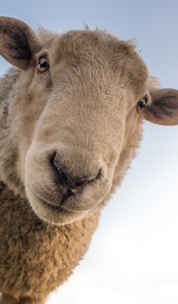 Большая любопытная овца смотрит в камеру